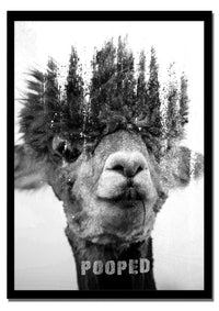 Llama